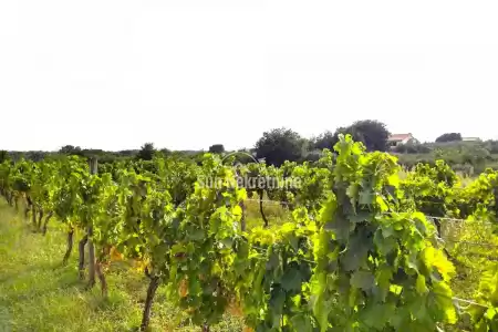 MARČANA, ISTRIA, REGULARLY SHAPED BUILDING LAND