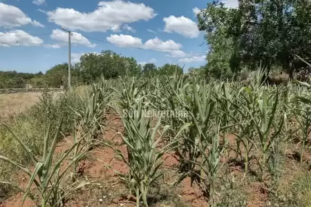 PIĆAN, ISTRIA, CASA IN PIETRA D'ISTRIA DA RISTRUTTURARE NEL PAESE CIRCOSTANTE